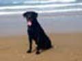 Payton on the Beach